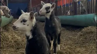Ultrasound Ewe Pregnancy Checks, Feeding, and Life at Valentijn Farm