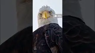 Power of eagle #shortsfeed #ytshorts #power