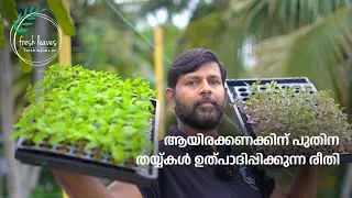 How I make thousands of mint saplings for plant nursery