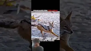 #kabutarandekabdetehain #animals #respect #reaction #tiger #funny #wildlife #scary