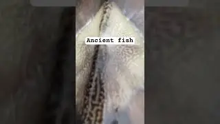 Close look at the oldest fish swimming our waters 🐟 #fish #fishing #sturgeon #prehistoric