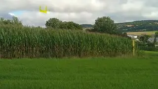Bayern. Maisfelder.  (Кукурузные поля. Бавария)