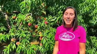 U Pick Peaches 2021