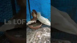 jocobin breeding pair available Alappuzha Cherthala 9020702089