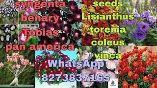 imported flower seeds, tuber,bulbs,beej, lisianthus, torenia, coleus,vinca, zinnia, sunflower
