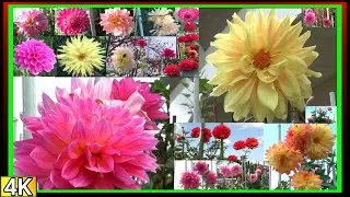 ●4k　2025年　11月のダリアの花たち♪　【仏生山公園】香川県