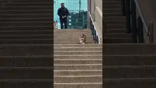 Corgi hauls down flight of stairs #shorts #corgi
