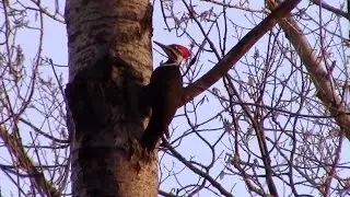 World's Largest Woodpecker!!