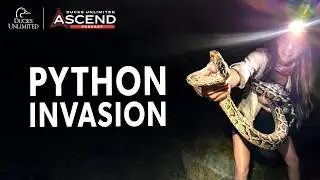 Inside Florida’s Python Invasion - The Fight Against Invasives