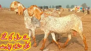 Madrasa Bakra mandi update 3 3 bacchon wali bakriyan pure makkhi chini gaban bakriyan /2026/1/3 