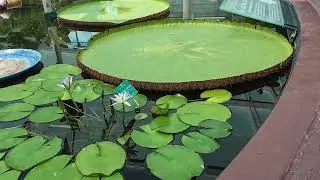 Royal Botanical Garden - Adelaide South Australia _Amazon Water Lily