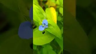 💐Rare wild flowers | blue flower | Violet flower | purple flower | Yellow flower | Red flower