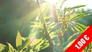 Backlit Bamboo Leaves &mdash; Clean Green Stock Video (HD)
