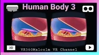 Top VR (2021) Best 3D Video Channel - Human Body Structure EP3 /Human Video [Google Cardboard]