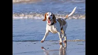 Dog Food, Healthcare and longevity Book Review | Dog Food Choices, Healthcare