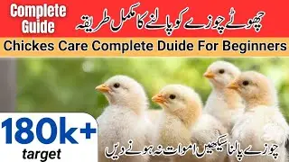 Chicks care || How to take care chicks at home || Day old chicks care || #pakaseelsexpert