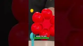 Silicone Egg Holder: Boil Eggs Perfectly!