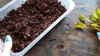 Пересадка орхидеи Restrepia в кору.