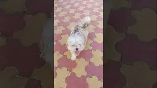 Cute Mafia Mastani #dog #viral #shorts