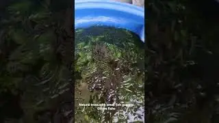 colors fish small cute fish