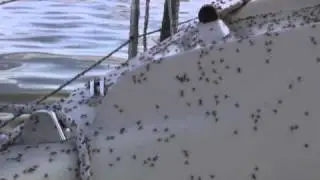 Insektenplage am D&uuml;mmer