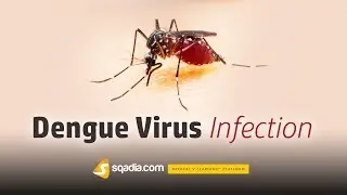 Dengue Virus Infection | Infectious Medicine Animation Video | V-Learning