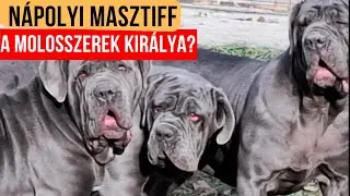 NÁPOLYI MASZTIFF - a molosszerek királya?