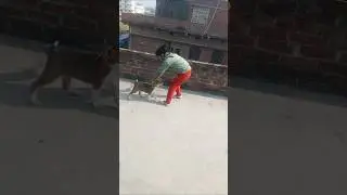 cute girl fun with baby dog | puppy | pet dog