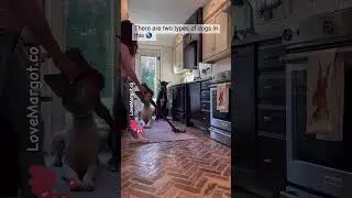 #dogmomlife
