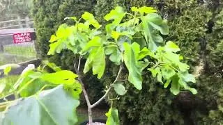 Pruning early season Fig Tree growth