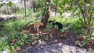 Real cat fight for Dominance of area