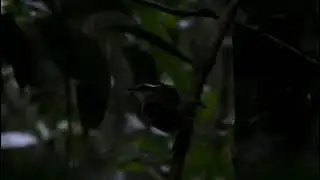 Conopophaga melanops - Cuspidor-de-m&aacute;scara-preta - Black-cheeked Gnateater