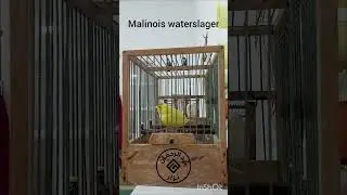 تغريد كناري مالينوا/chant du canari Malinois waterslager 