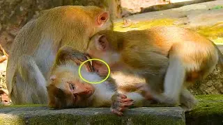 Big baby Kenzo request breastfeeding from young female monkey, Kenzo request milk from other monkey