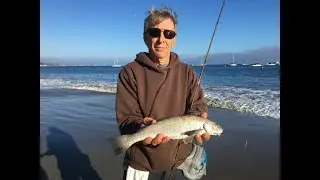 Southern California Surf Fishing Report 8 31 25 #fishthesurf #surffishing #corbina