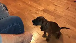 Otto The Bavarian Mountain Hound