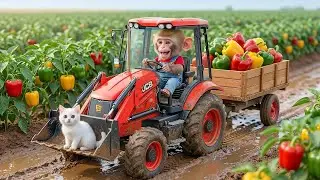 Baby monkey Bon Bin fishing runner duckling cat crocodiles Transfiguration Animal Islands