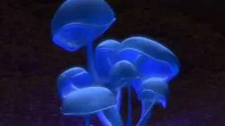 Safi connection - Vainish  Magic Mushroom Song [ONE OF BEST MUSHROOM SONGS ! ]