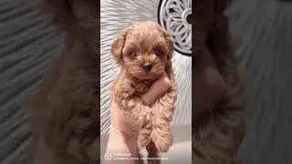 #мальтипу #купитьмальтипу #мальтипумосква #щенкимальтипу #maltipoo #мальтезе