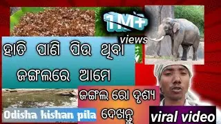 ହାତି ପାଣି ପିଉ ଥିବା ଜଙ୍ଗରେ ଆମେ 🥰ଜଙ୍ଗଲ ରୋ ଦୃଶ୍ଯ 🥰#viravideo#odianewvlogvideo#0diavlog #odishakshanpila