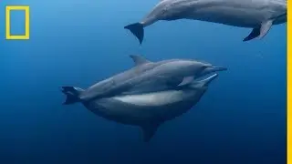 ¡DELFINES acróbatas! ¿Como se APAREAN los DELFINES? ¡Sorprendente! | National Geographic en Español