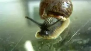 Heesterslak in close up 4 juni 2010.wmv