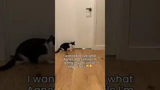 What my tuxedo cat did while I was doing a virtual yoga class