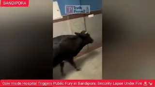 Cow Inside Hospital Triggers Public Fury in Bandipora; Security Lapse Under Fire 🚨🐄