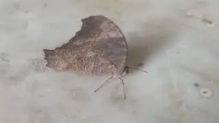 Mimicry ( for self Protection of a butterfly ) of a dry leaf 
