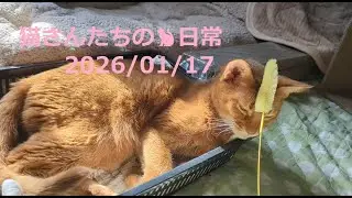 2026/01/17 猫さんたちの🐈日常😊  #ねこ #cat #猫 #बिल्ली  #マンチカン #アビシニアン #短足マンチカン #短足 #cute #abyssinian