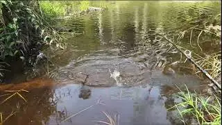 Menemukan spot mancing gabus gacor