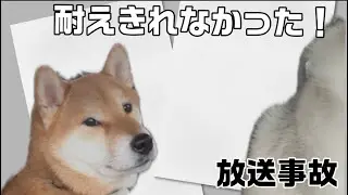 【放送事故】柴犬リク、撮影中に限界でしたwww｜ハスキーと暮らす日常