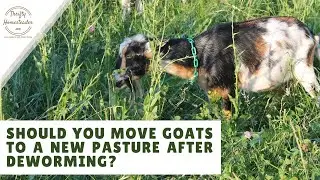Moving Pastures After Deworming: Does it Matter?