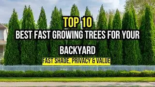 10 Best Fast Growing Trees for Your Backyard 🌳(Fast Shade, Privacy & Value!) 😍